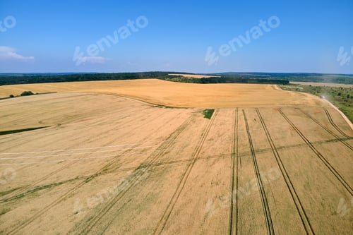 Preview: Aerial landscape view of yellow cultivated agricultural field with ripe wheat on bright summer day