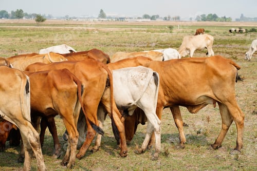Preview: Cow in the green grass
