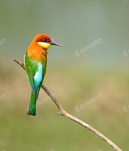Preview: Chestnut-headed Bee-eater