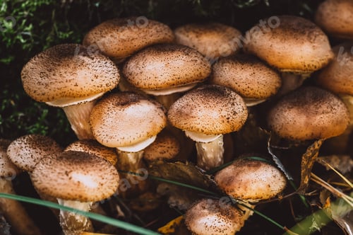 Preview: Freshly grown forest honey mushrooms