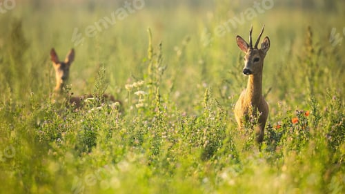 Preview: Two roe deer standing in wildflowers in summer nature