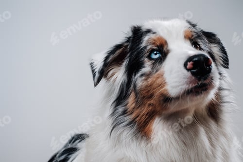 Preview: Rare australian shepherd with multicolored eyes posing in studio