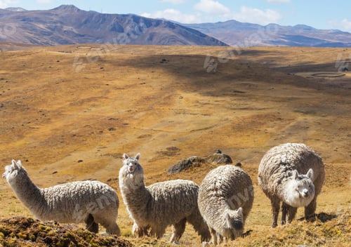 Preview: Alpaca