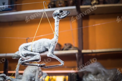 Preview: Dried Llama Phoetus, Witches Market (Mercado de Hechiceria or Mercado de las Brujas), La Paz, La Paz