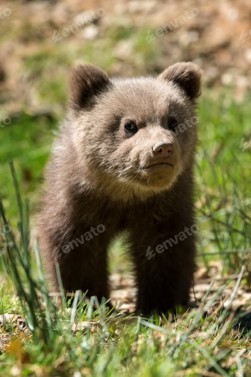 Preview: Wild brown bear cub closeup