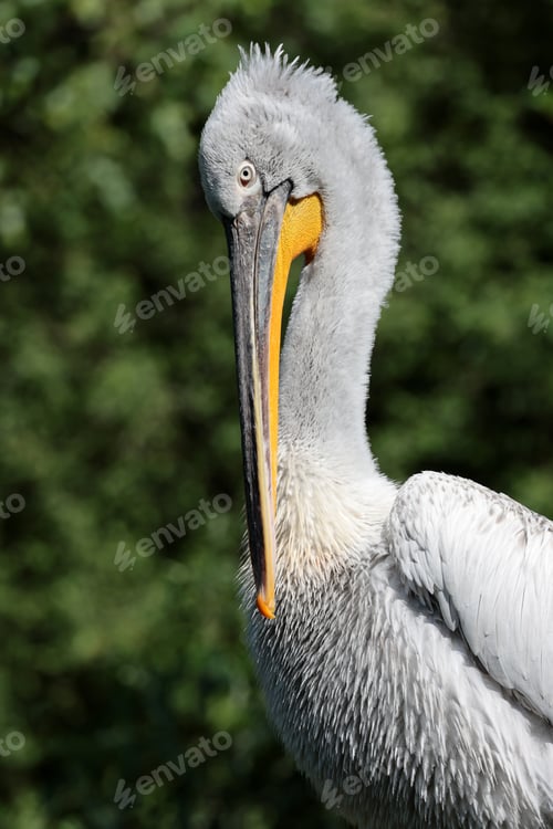 Preview: Close up portrait of Dalmatian pelican