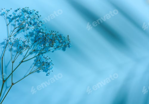 Preview: Gypsophilia branch with blue flowers on a blue background, top view