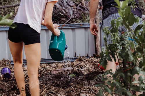 Preview: Watering the plants