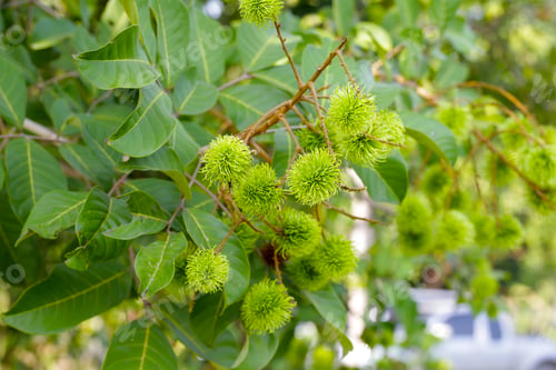 Preview: Rambutan on tree, Young green fruits
