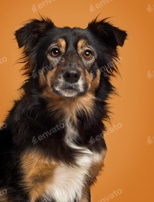Visualização: Close-up de um Border Collie em um fundo marrom