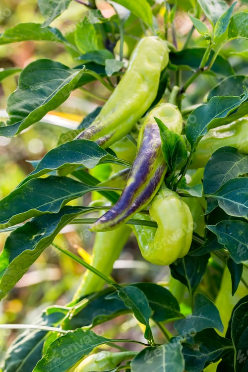 Preview: Green fresh pepper field, agriculture. Natural farm photo.