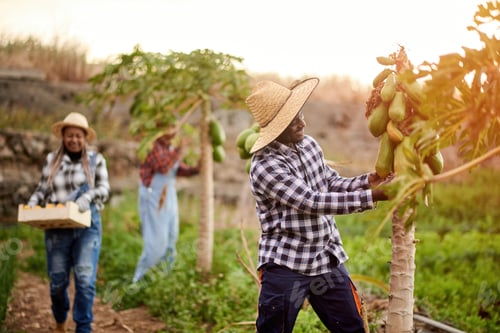Visualização: Colheitadeiras multirraciais em plantação com plantas de mamão