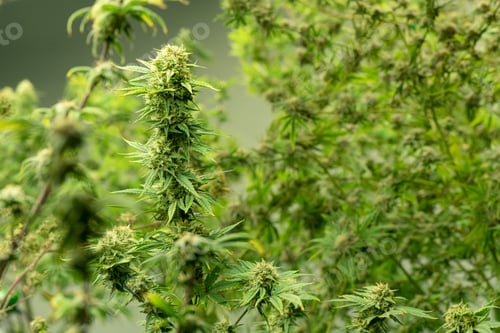 Preview: Lush Green Plant Life Thriving Indoors