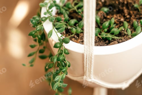 Preview: Senecio rowleyanus in a white ceramic pot hanging in a planter.Home gardening.Biophillia design.