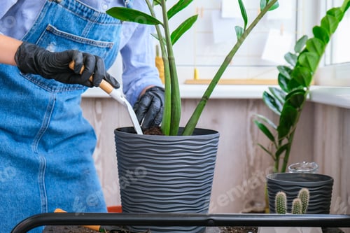 Preview: Gardener woman transplants indoor plants and use a shovel on table. Zamioculcas Concept of plants ca