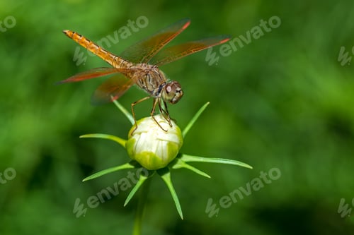 Preview: Dragonfly sitting on flower closeup