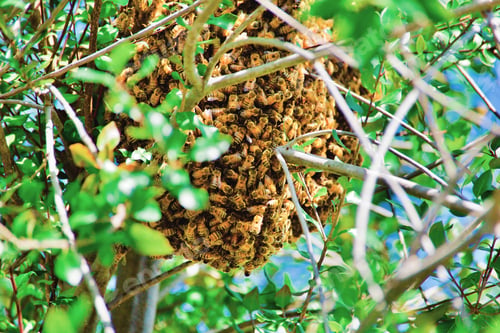 Preview: Busy honey 🍯 Bees 🐝 in a tree 🌳 Tonythetigersson Tony Andrews Photography