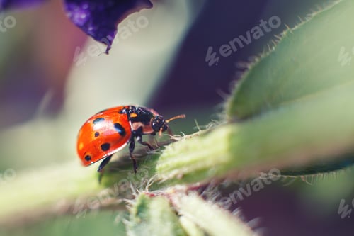 Preview: ladybug on leaf close up on a dark background