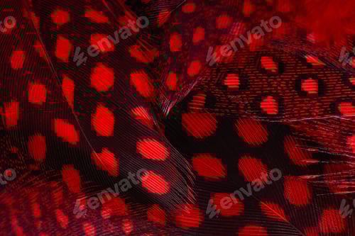 Preview: Macro feather background.