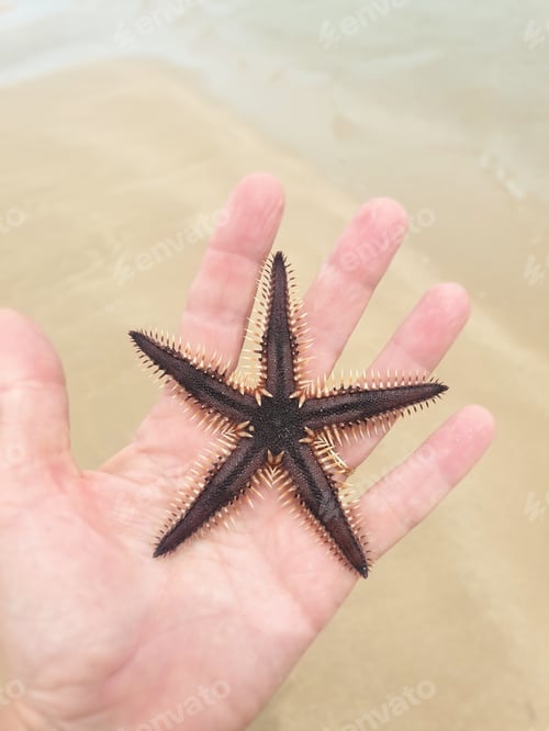 Preview: close up of hand holding starfish at the beach