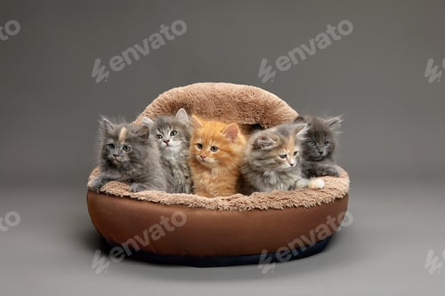 Preview: Five fluffy kittens lie on a brown sheepskin bed and look ahead, gray background, copy space.