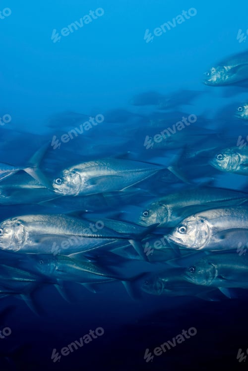 Preview: moving schooling fish under water