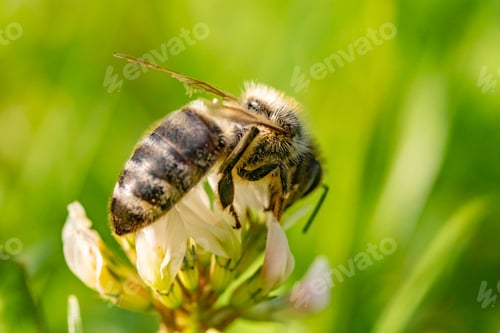 Preview: Bee collecting pollen from a flower of cloverin