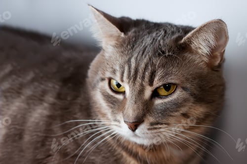 Preview: Portrait of gray domestic cat