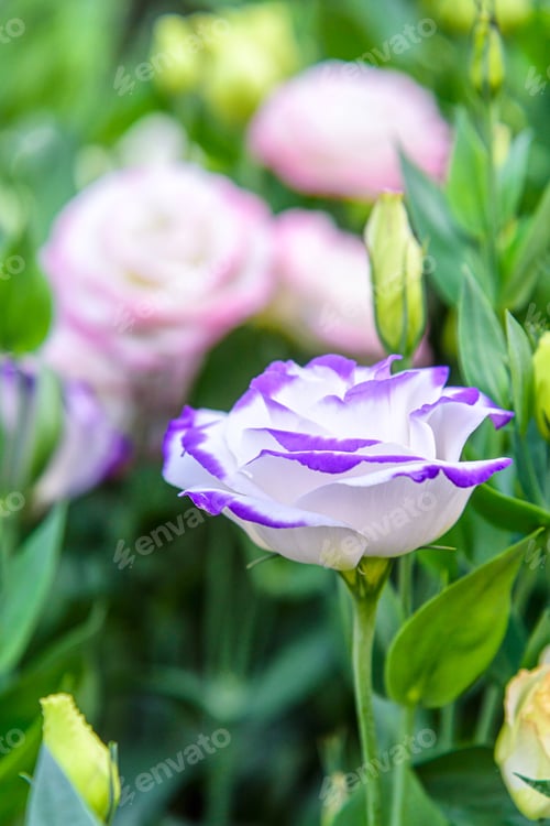 Preview: Beautiful Lisianthus Flowers in the garden