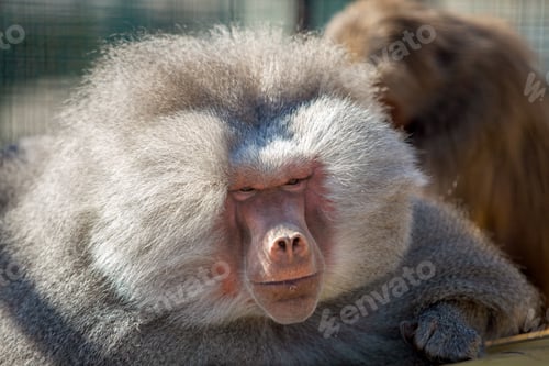Preview: Baboon monkeys in a zoo on sunny day