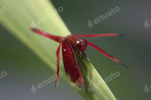 Preview: Red dragonfly on green leaf