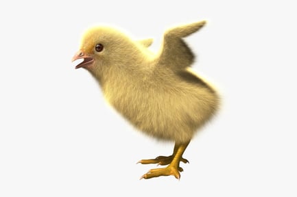 Preview: Fluffy Newborn Chick