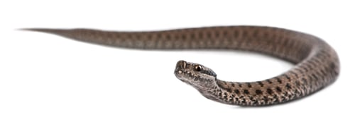 Preview: Common European adder or common European viper, Vipera berus, in front of white background