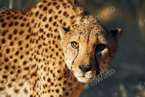 Preview: Close up view. Cheetah is outdoors in the wildlife