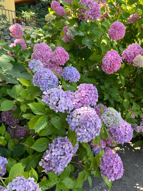 Preview: Pink and purple hydrangea with inflorescences and green leaves in a Country Cottage Garden.