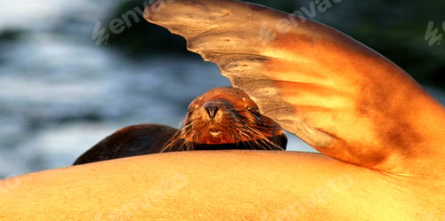Preview: Adorable seal interacting with another seal flipper in a friendly manner