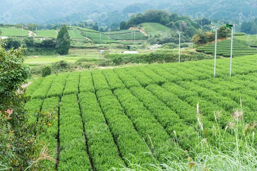 Preview: Japanese green tea field