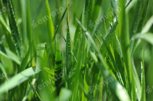 Preview: fresh summer grass