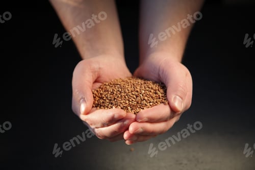 Preview: Buckwheat in hand. Grains of porridge.