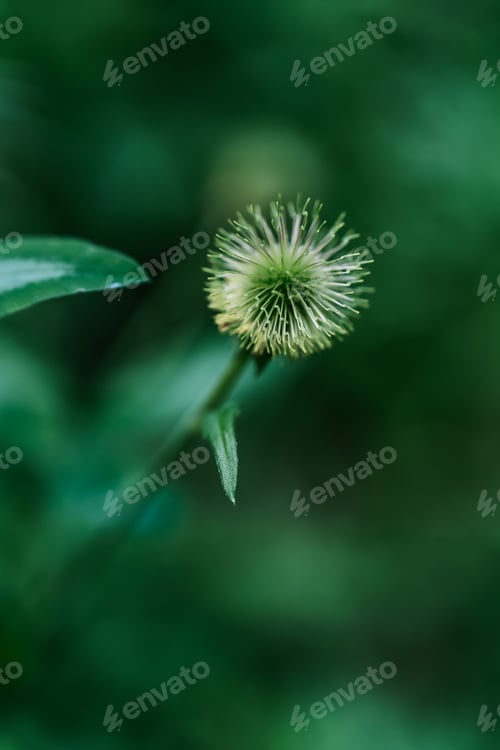 Preview: A close-up shot of Geum aleppicum in a natural background.