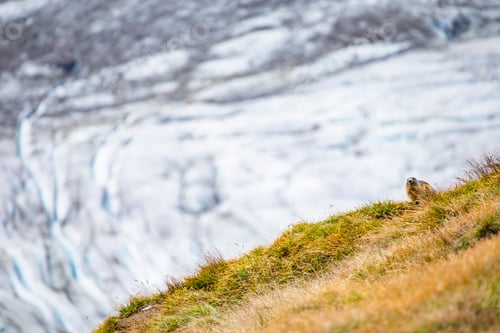 Preview: Beautiful marmots in an alpine landscape