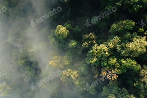 Preview: Aerial view of forest and summer morning fog