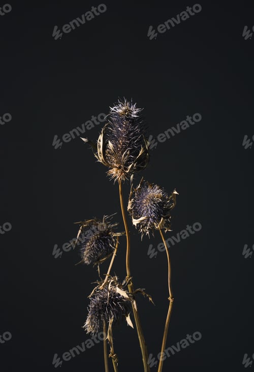 Preview: Dry flowers eryngium of the blue-headed plant the family umbelliferae with blue prickly flowers,brow
