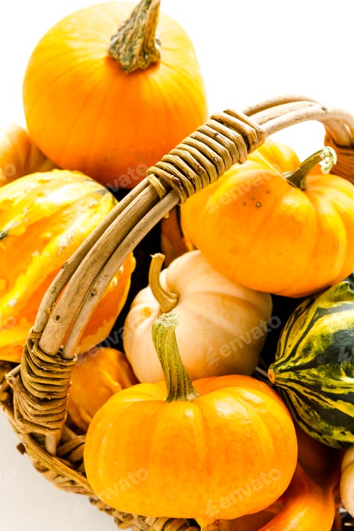 Preview: Mini pumpkins