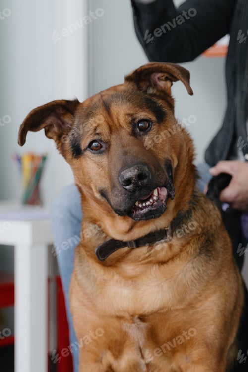 Preview: Portrait of a cute shepherd dog in a veterinary clinic.