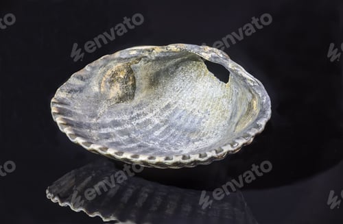 Preview: a close up of an oyster shell in water with reflections on a dark surface