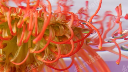 Preview: Orange flower. Stock footage. A bright flower dipped in water that is rotated from side to side.