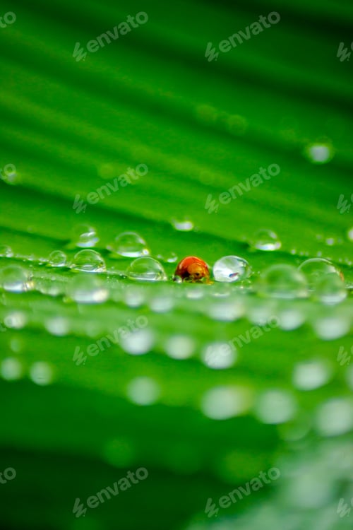 Preview: beautiful morning view indonesia panorama landscape paddy fields