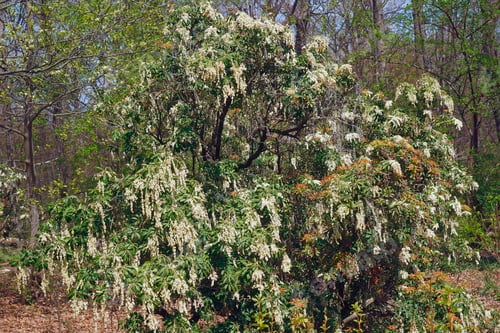 Preview: Japanese Andromeda (Pieris Japonica). Known As Japanese Pieris Also.