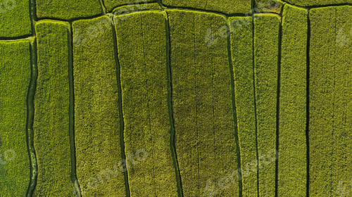 Preview: Abstract geometric shapes of rice fields in green color.